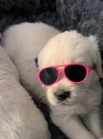 Little English Miss, a female English Cream Golden Retriever for sale in Easton, IL – 5 of 7