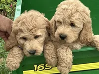 English Goldendoodle F1, a female English Goldendoodle for sale in Easton, IL – 3 of 7