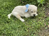 English creams, a male English Cream Golden Retriever for sale in Easton, IL – 2 of 5