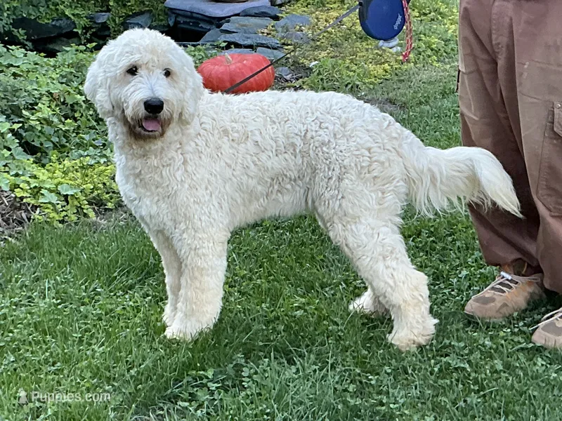 English Cream baby – English Goldendoodle puppy for sale in Easton, IL