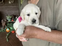Little English Miss, a female English Cream Golden Retriever for sale in Easton, IL – 2 of 7