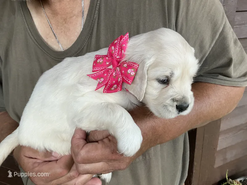Little lady – English Cream Golden Retriever puppy for sale in Easton, IL