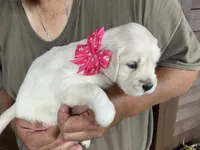 Little lady, a female English Cream Golden Retriever for sale in Easton, IL – 1 of 5