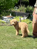 English Goldendoodle F1, a female English Goldendoodle for sale in Easton, IL – 2 of 6