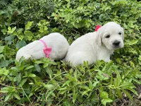 Little English Miss, a female English Cream Golden Retriever for sale in Easton, IL – 7 of 7
