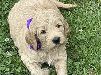 English Goldendoodle F1, a female English Goldendoodle for sale in Easton, IL – 6 of 7