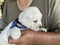 Blocky Boy, a male English Cream Golden Retriever for sale in Easton, IL – 3 of 5