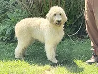 English Cream baby, a female English Goldendoodle for sale in Easton, IL – 2 of 5