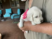 Little lady, a female English Cream Golden Retriever for sale in Easton, IL – 3 of 5