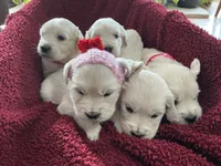 processed/f29ef8c2-f147-48b8-bbb0-4ce8be4c8a43/listing/305fa674-8942-4054-802d-dfd9d6527c36/1a96f227-c3c2-43d2-9aec-8fd083ed3129