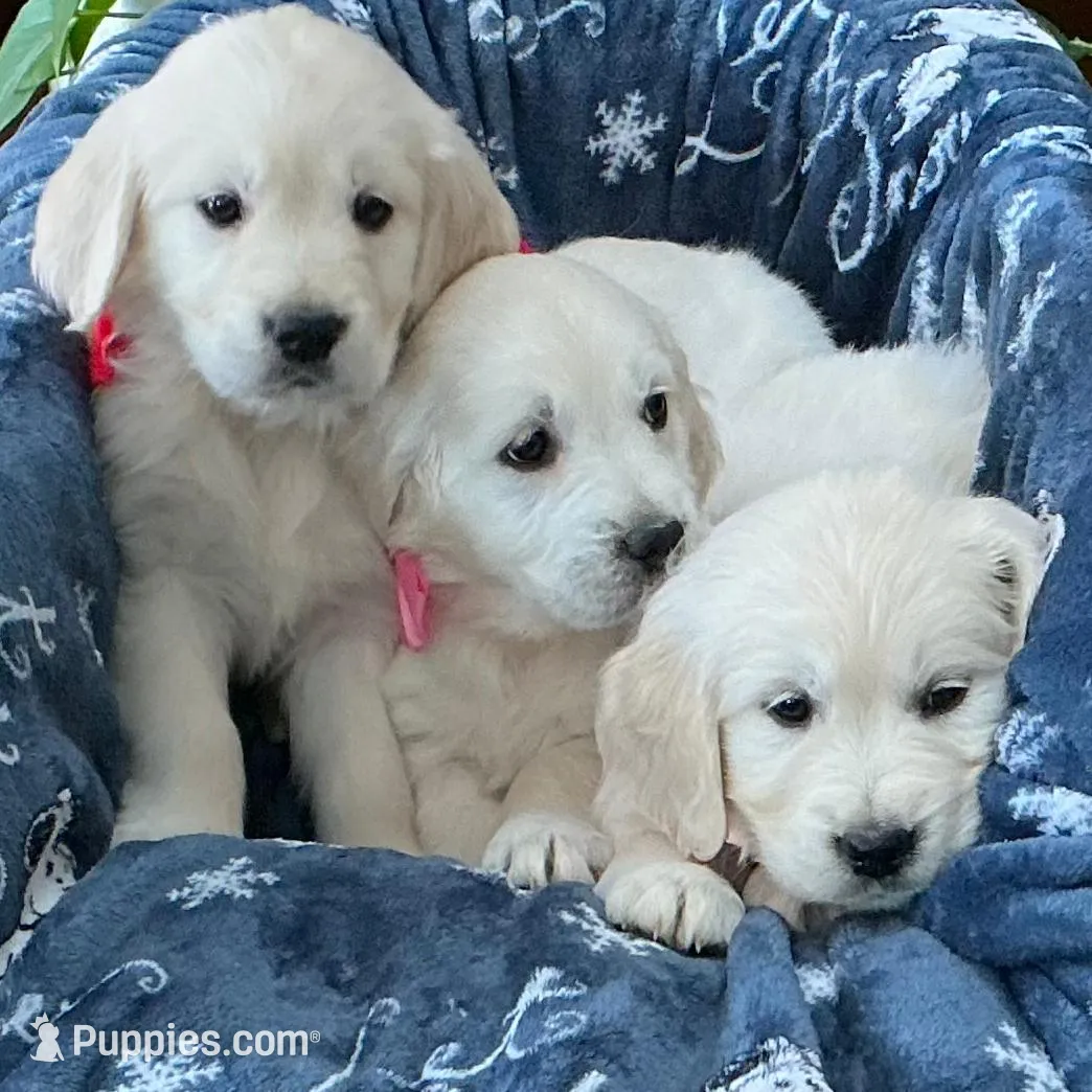 English blocky, a female English Cream Golden Retriever for sale in Easton, IL – Photo 6 of 6