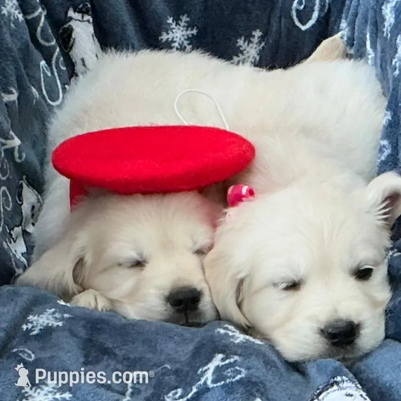 English blocky, a female English Cream Golden Retriever for sale in Easton, IL – Photo 5 of 6