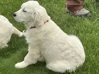 English blocky, a female English Cream Golden Retriever for sale in Easton, IL – 3 of 4