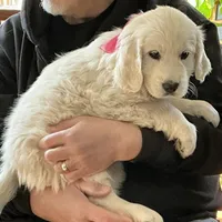 English blocky, a female English Cream Golden Retriever for sale in Easton, IL – Photo 1 of 6