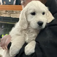 English blocky, a female English Cream Golden Retriever for sale in Easton, IL – Photo 2 of 6