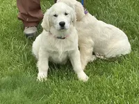 English blocky, a female English Cream Golden Retriever for sale in Easton, IL – 4 of 4