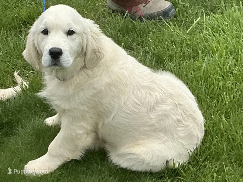 English blocky – English Cream Golden Retriever puppy for sale in Easton, IL