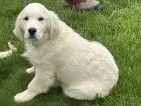 English blocky, a female English Cream Golden Retriever for sale in Easton, IL – 1 of 4