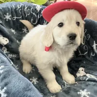 English blocky, a female English Cream Golden Retriever for sale in Easton, IL – Photo 3 of 6