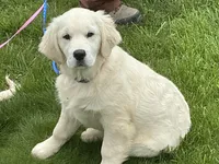 English blocky, a female English Cream Golden Retriever for sale in Easton, IL – 2 of 4