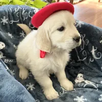 English blocky, a female English Cream Golden Retriever for sale in Easton, IL – Photo 4 of 6