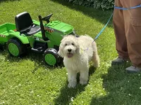 Baby Girl Doodle, a female English Goldendoodle for sale in Easton, IL – 8 of 8
