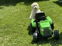 Goldendoodle baby, a female English Goldendoodle for sale in Easton, IL – 1 of 5