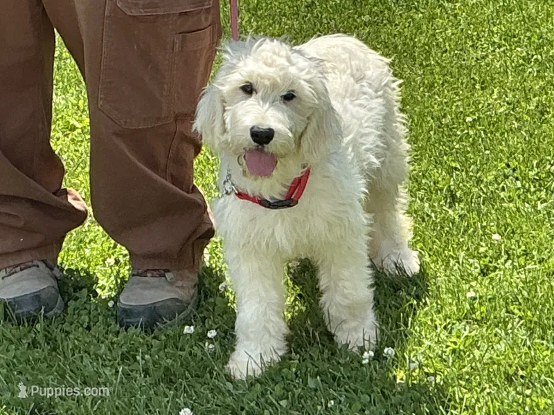 English Cream baby – English Goldendoodle puppy for sale in Easton, IL