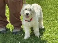 English Cream baby, a female English Goldendoodle for sale in Easton, IL – 1 of 8