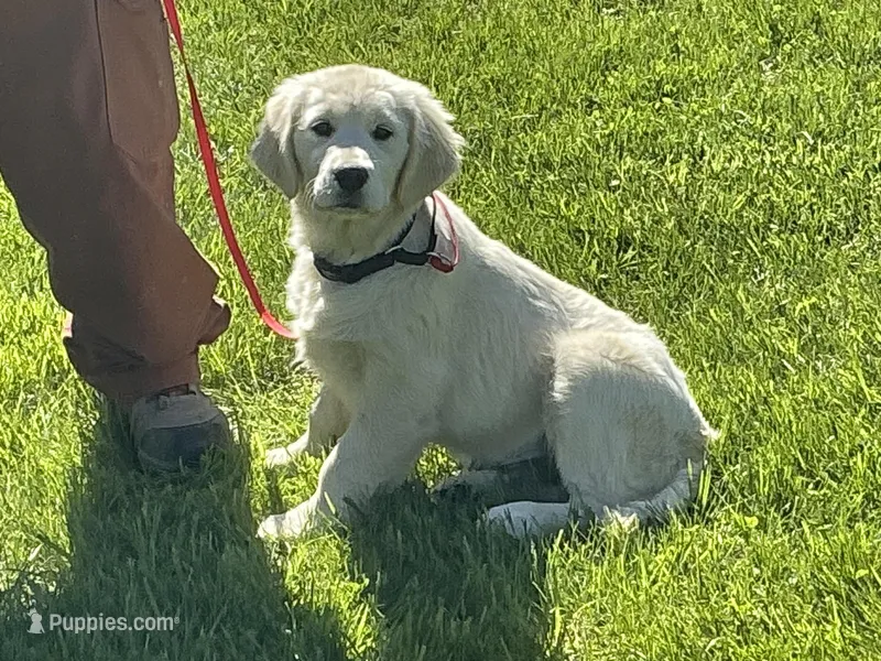 Fluffy Boy – English Cream Golden Retriever puppy for sale in Easton, IL