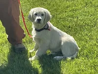 Fluffy Boy, a male English Cream Golden Retriever for sale in Easton, IL – 1 of 6