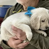 Fluffy Boy, a male English Cream Golden Retriever for sale in Easton, IL – Photo 3 of 5