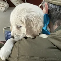 Fluffy Boy, a male English Cream Golden Retriever for sale in Easton, IL – Photo 2 of 5