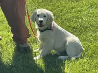 Fluffy Boy, a male English Cream Golden Retriever for sale in Easton, IL – 3 of 6