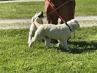 Fluffy Boy, a male English Cream Golden Retriever for sale in Easton, IL – 5 of 6