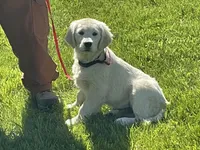 Fluffy Boy, a male English Cream Golden Retriever for sale in Easton, IL – 2 of 6