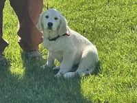 Fluffy Boy, a male English Cream Golden Retriever for sale in Easton, IL – 4 of 6