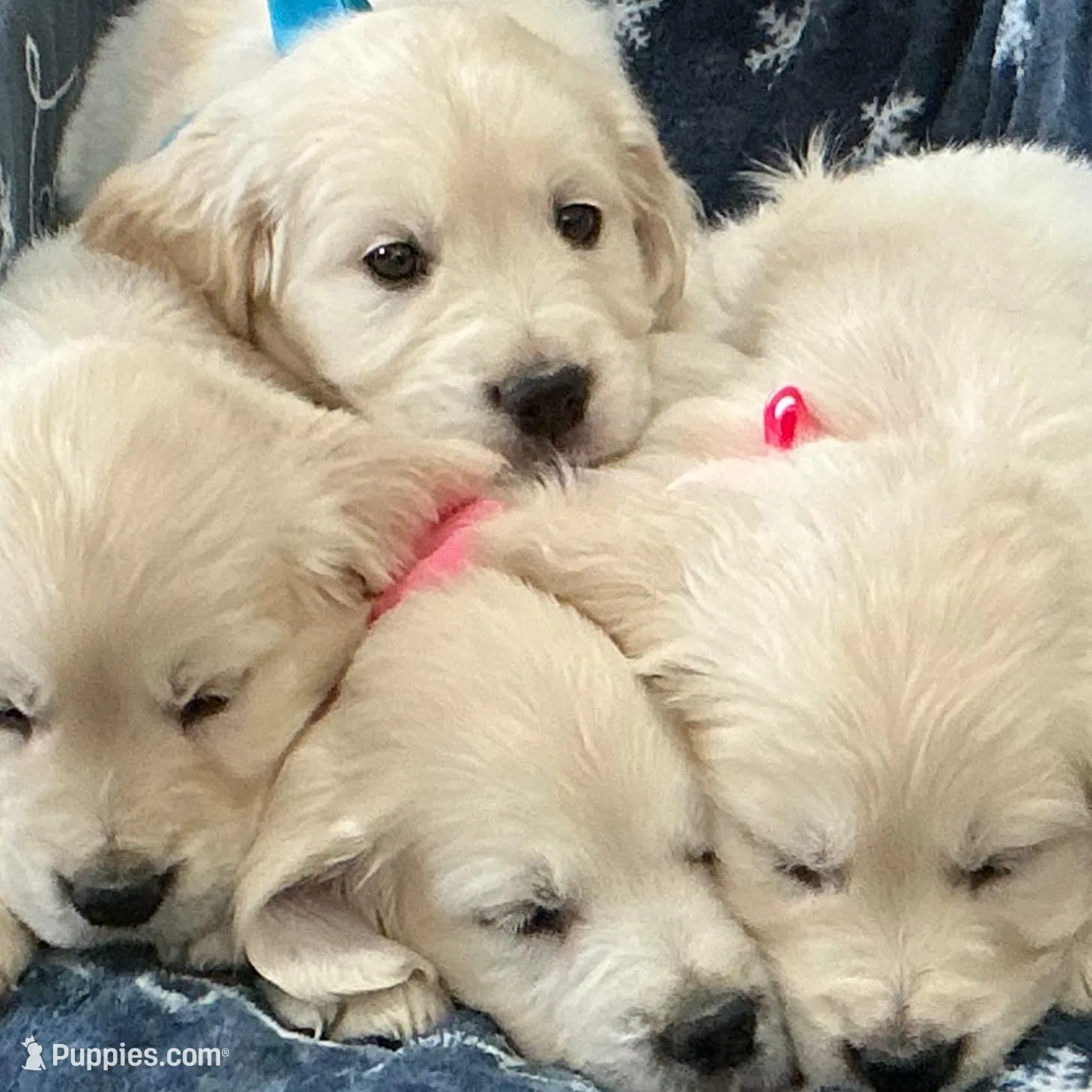 Fluffy Boy, a male English Cream Golden Retriever for sale in Easton, IL – Photo 4 of 5