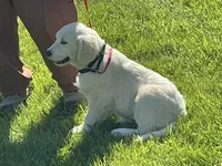 Fluffy Boy, a male English Cream Golden Retriever for sale in Easton, IL – 6 of 6