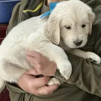 Fluffy Boy, a male English Cream Golden Retriever for sale in Easton, IL – Photo 5 of 5