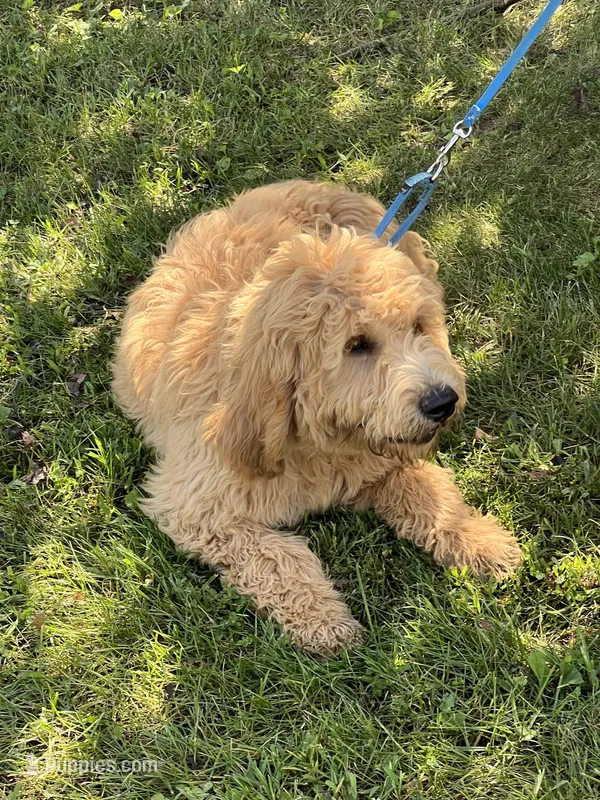 Fluffy Boy – English Goldendoodle puppy for sale in Easton, IL