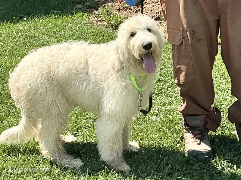 English Cream baby – English Goldendoodle puppy for sale in Easton, IL