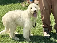 English Cream baby, a female English Goldendoodle for sale in Easton, IL – 3 of 5