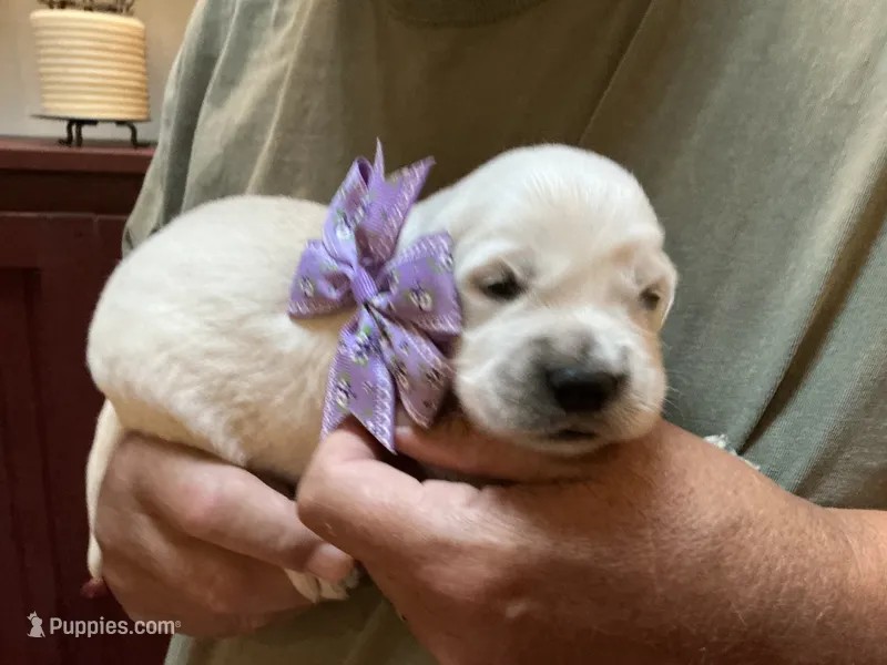 Little English Miss – English Cream Golden Retriever puppy for sale in Easton, IL