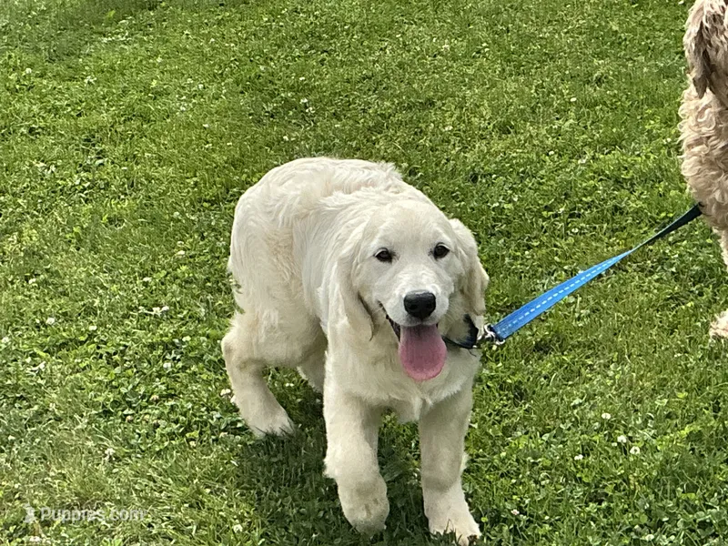 English blocky – English Cream Golden Retriever puppy for sale in Easton, IL