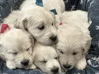 English creams, a  English Cream Golden Retriever for sale in Easton, IL – 5 of 6