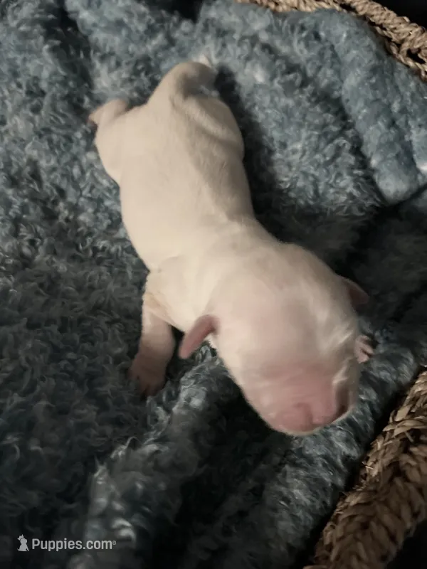 English creams – English Cream Golden Retriever puppy for sale in Easton, IL