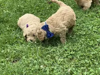 Fluffy Boy, a male English Goldendoodle for sale in Easton, IL – 4 of 5