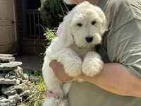 Baby Girl Doodle, a female English Goldendoodle for sale in Easton, IL – 1 of 8