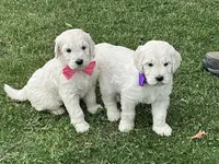 Baby Girl Doodle, a female English Goldendoodle for sale in Easton, IL – Photo 3 of 7